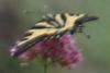212343 – Photo : Limenitis78 – France (04)